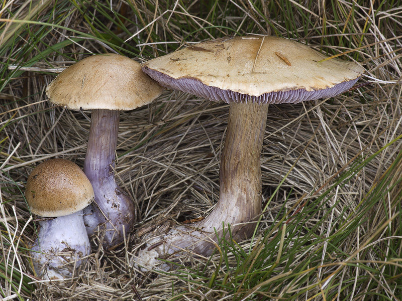 Cortinarius riederi